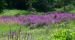 Northumberland - Jennifer Kietzman, Purple Loosestrife