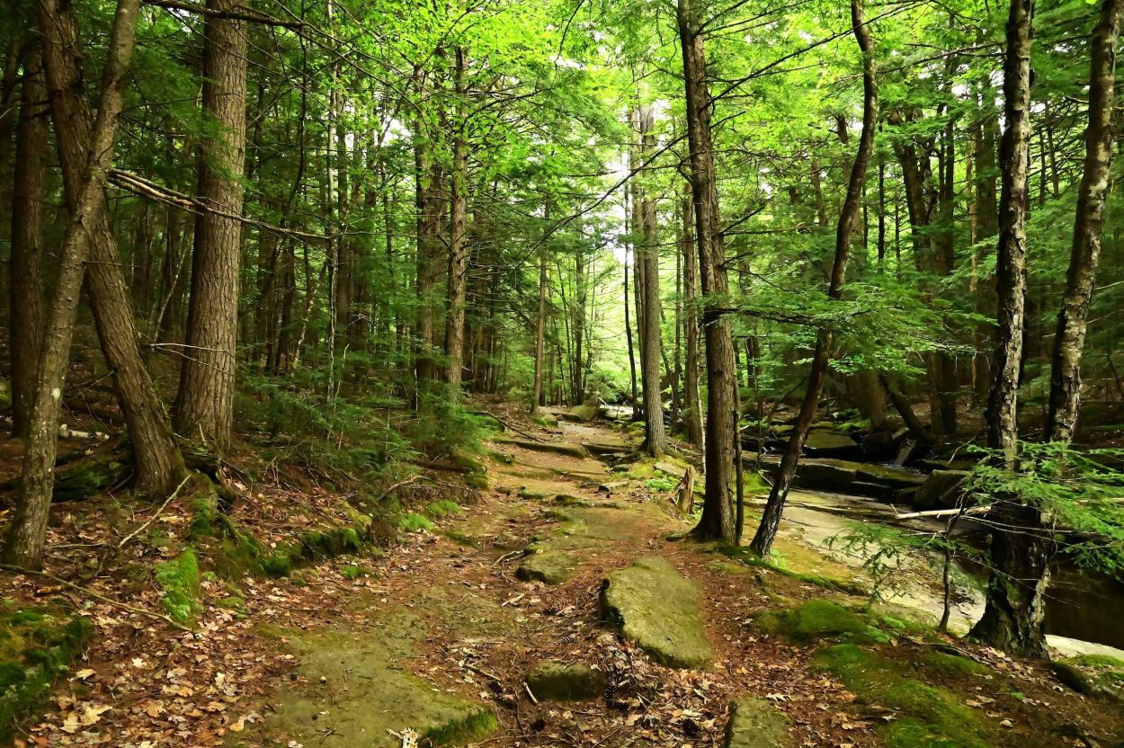 Bear Slides - Jennifer Kietzman, Trail View in the Woods