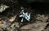 Baker Trail to Old Moreau Overlook - Jennifer Kietzman, Fledgling Ghost Pipes (aka Indian Pipes)