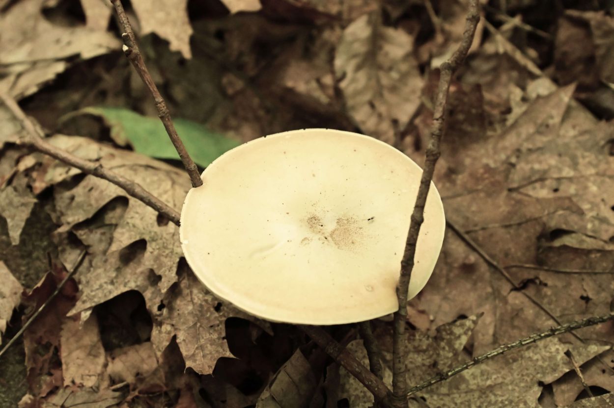 Baker Trail to Old Moreau Overlook - Jennifer Kietzman, Fungus on Stilts