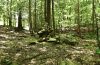 Baker Trail to Old Moreau Overlook - Jennifer Kietzman, Cairn at Trail Intersection