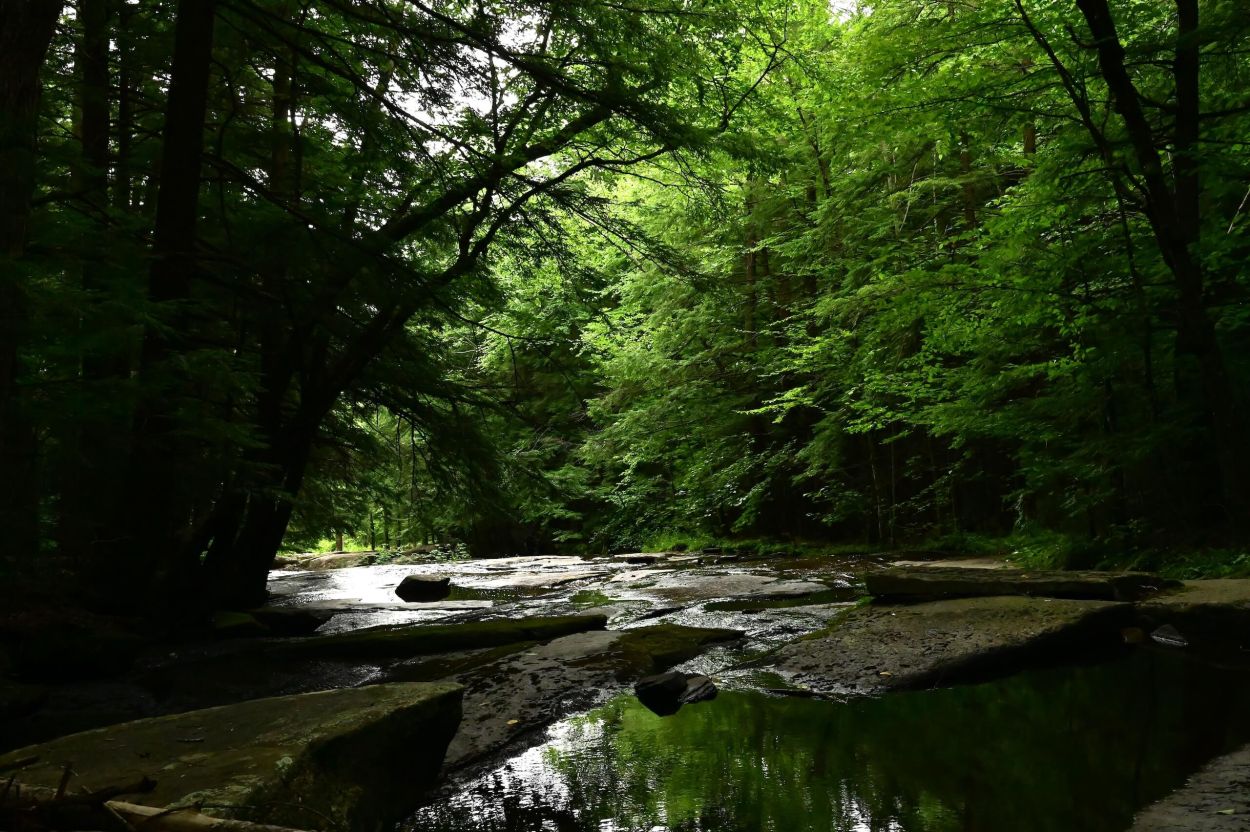 Bear Slides - Jennifer Kietzman, Buttermilk Brook