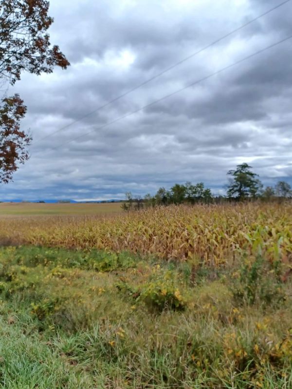 Northumberland - Jennifer Kietzman, Cornfields