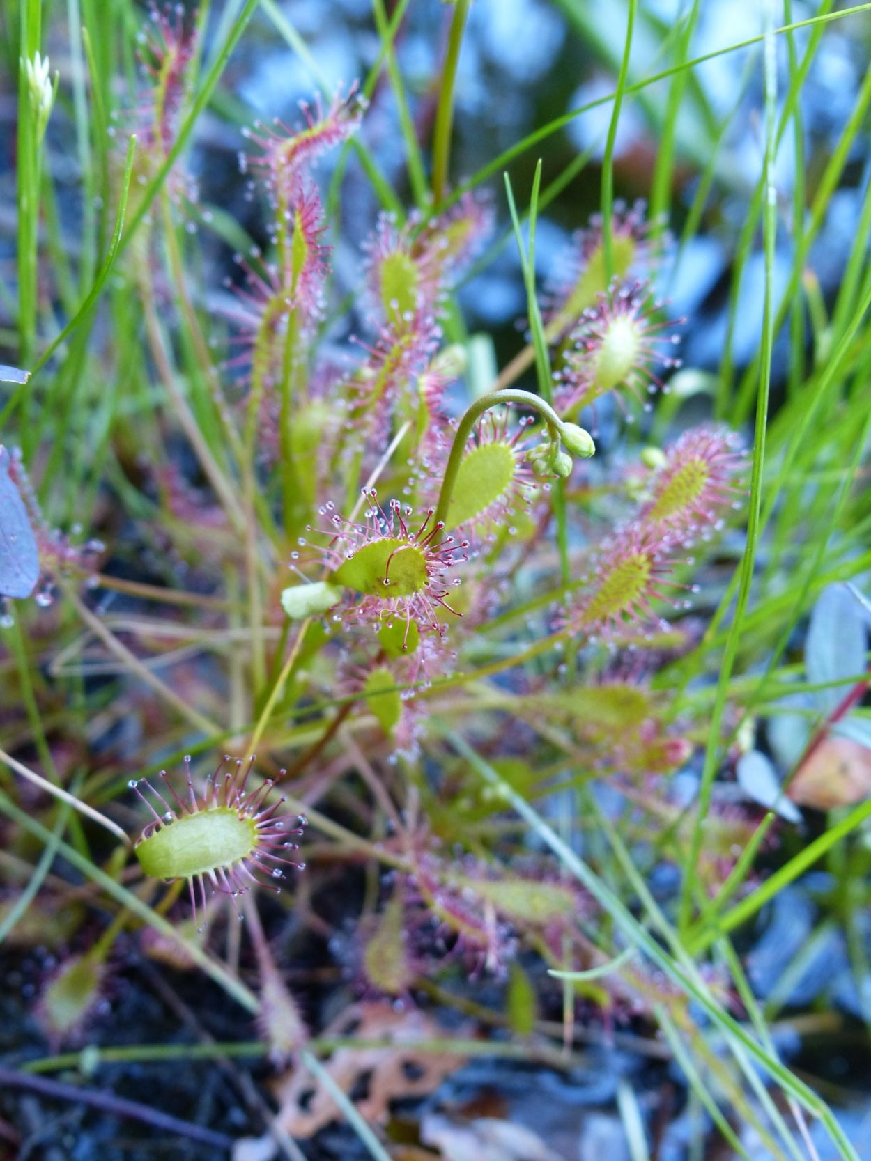 Spatulate Sundew (Drosera intermedia)