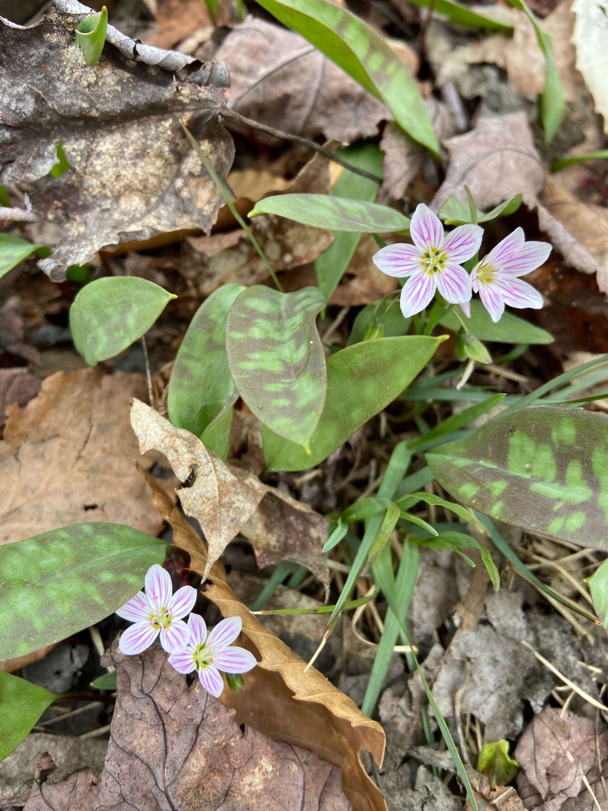 Hadley Mountain Trail - Elaine Winslow, Spring Beauty