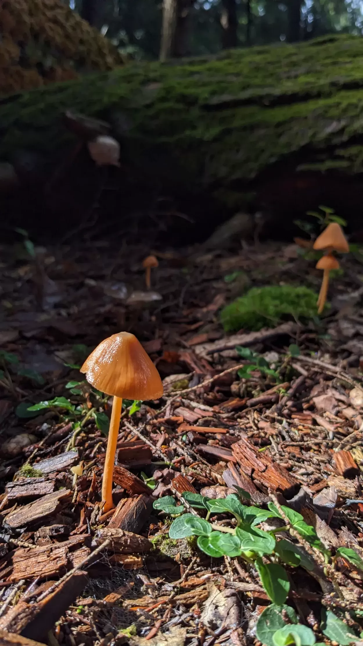 Stonewall Trail - All Trails - Steven M, Conocybe Tenera aka Brown Dunce Cap or Common Cone Head