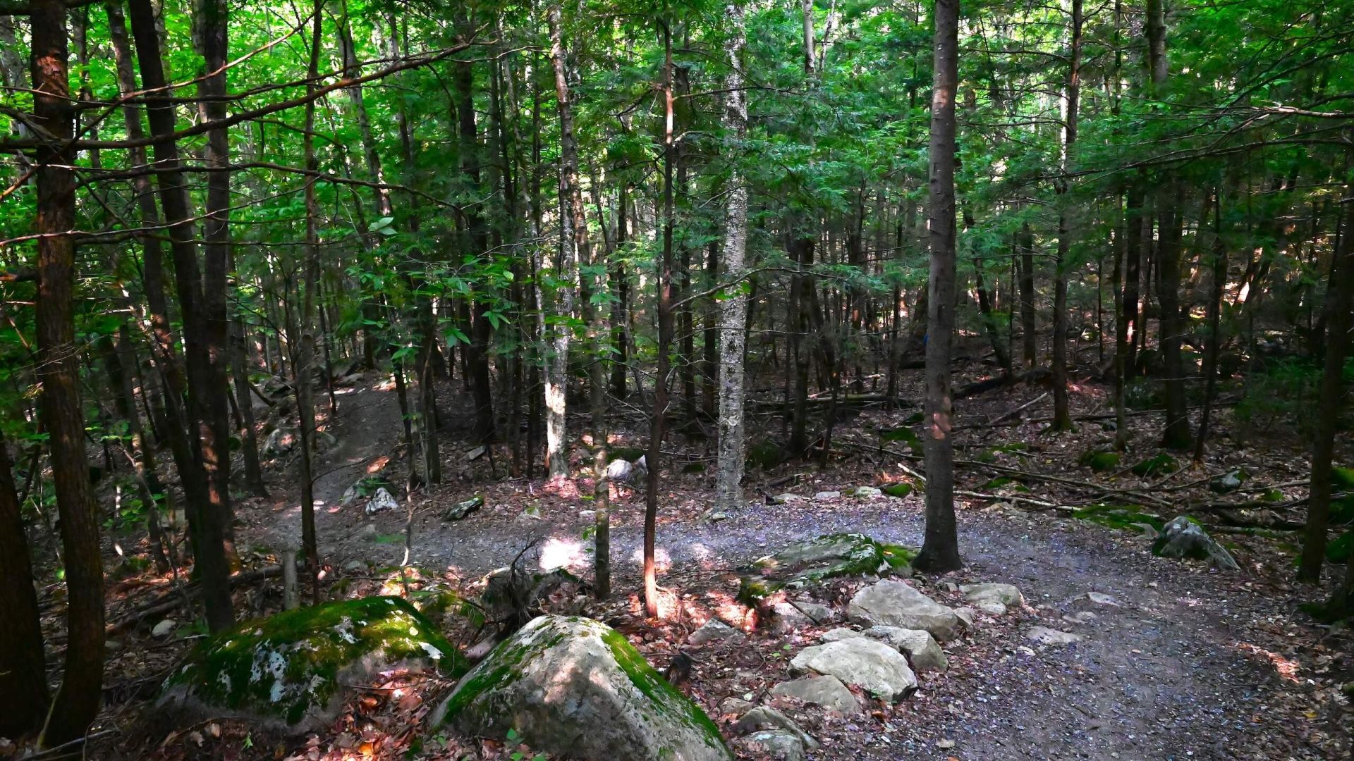 trail view