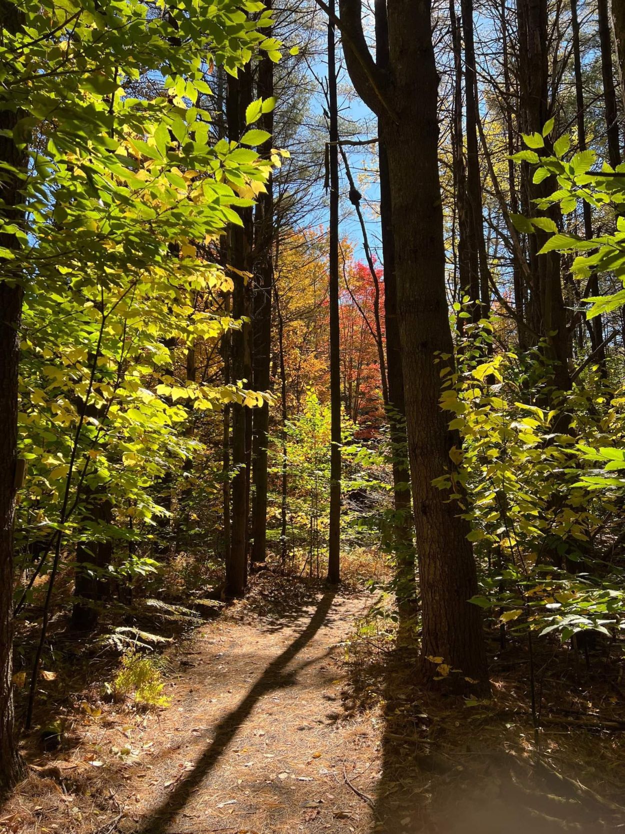 Dean Farm Heritage Trails - Steven Franczkiewicz 2