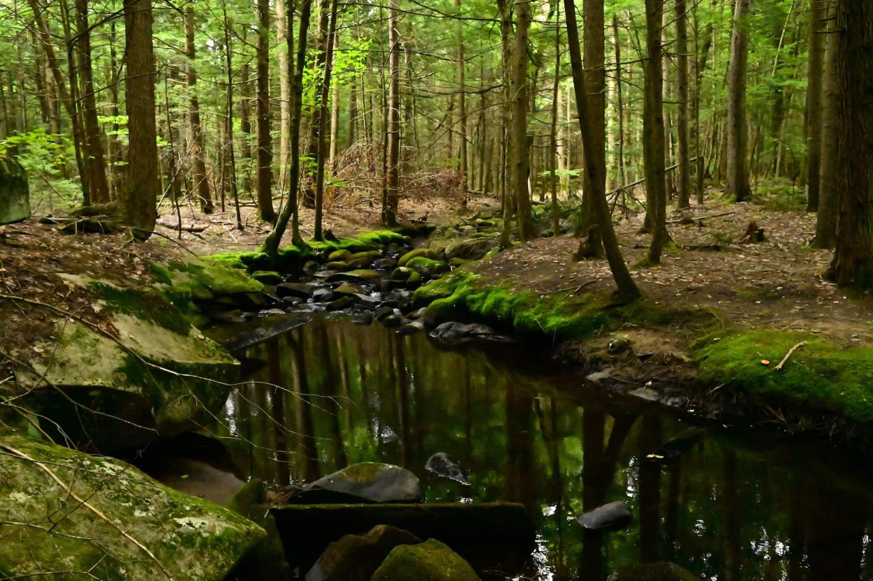 Bear Slides - Jennifer Kietzman, Mossy Banks along Buttermilk Brook