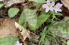 Hadley Mountain Trail - Elaine Winslow, Spring Beauty