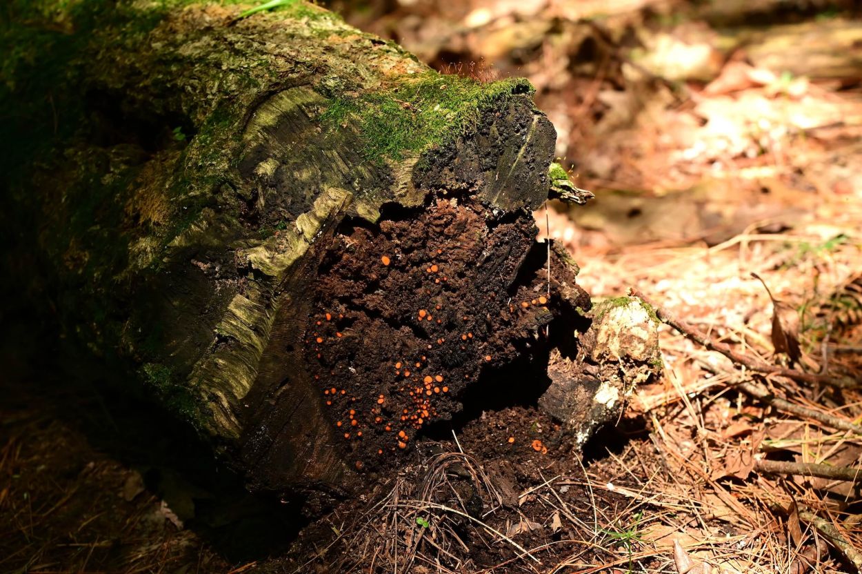 Baker Trail to Old Moreau Overlook - Jennifer Kietzman, Log with Fungi