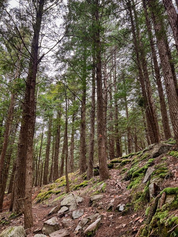 From Friends of Moreau Lake State Park