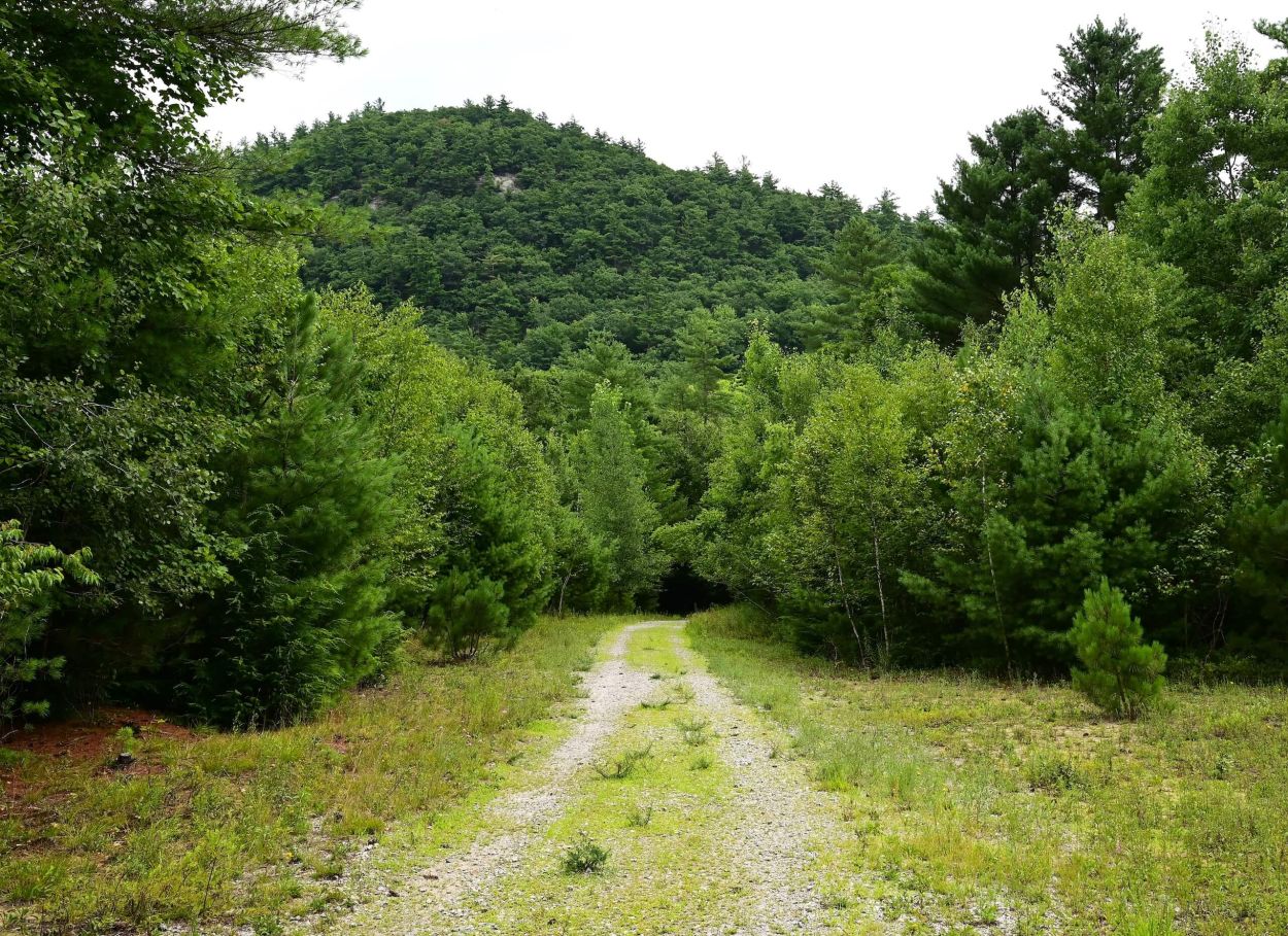 Bear Slides - Jennifer Kietzman, View of the Trail before It Enters the Woods