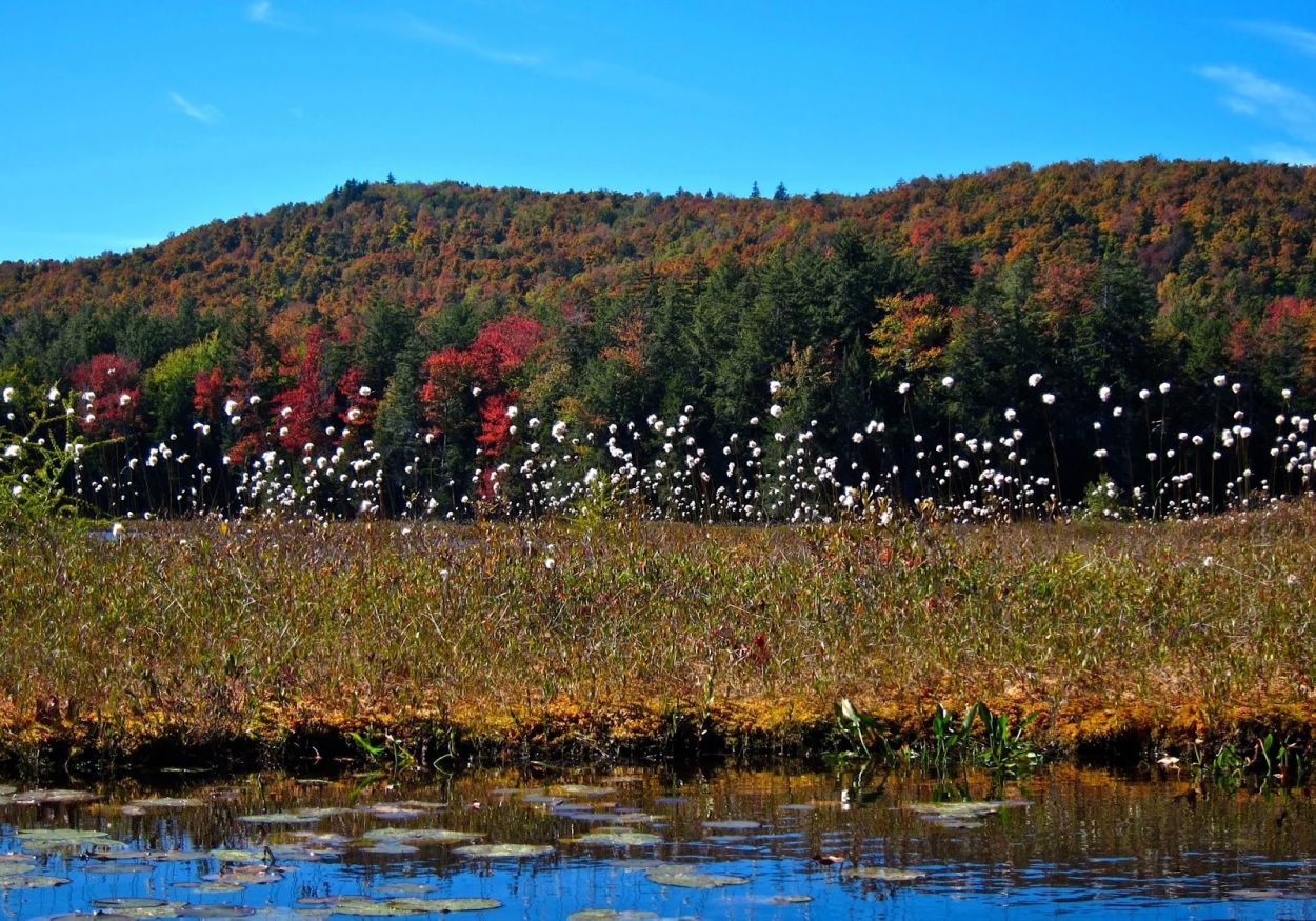 Lens Lake Paddle - Jacqueline Donnelly, Cotton Grass and Mountain