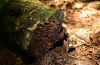 Baker Trail to Old Moreau Overlook - Jennifer Kietzman, Log with Fungi