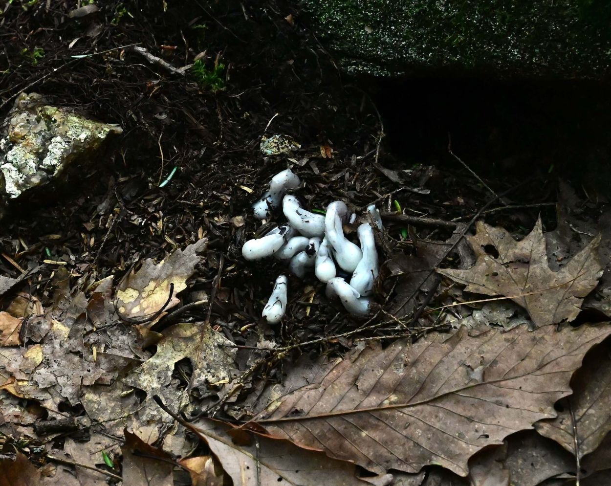 Baker Trail to Old Moreau Overlook - Jennifer Kietzman, Fledgling Ghost Pipes (aka Indian Pipes)