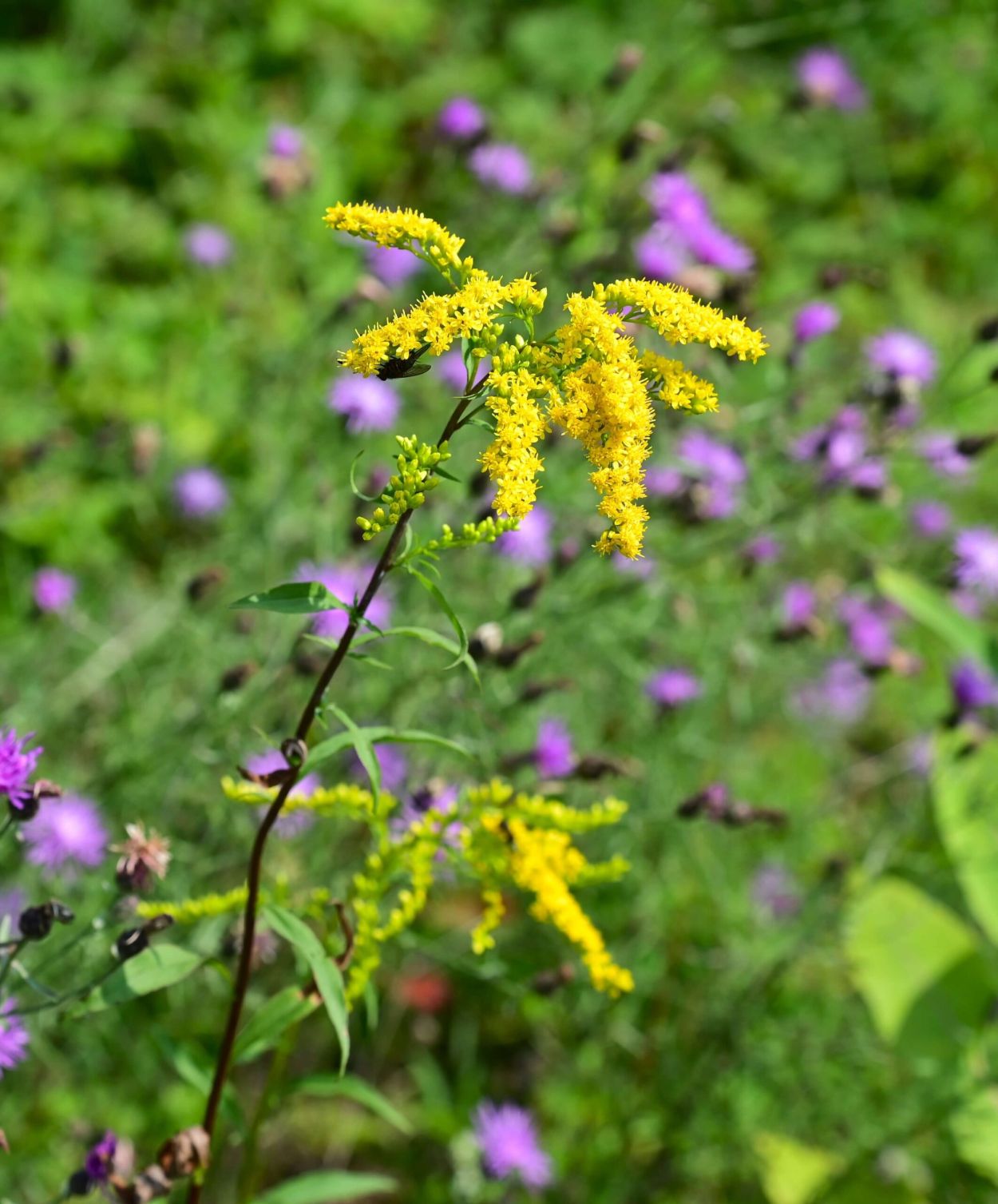 Stony Creek to Harrisburg Lake, Jennifer Kietzman, Goldenrod