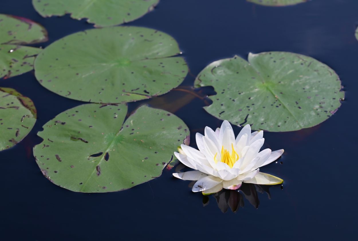 Lens Lake Paddle - Jennifer Kietzman, Fragrant White Water Lily