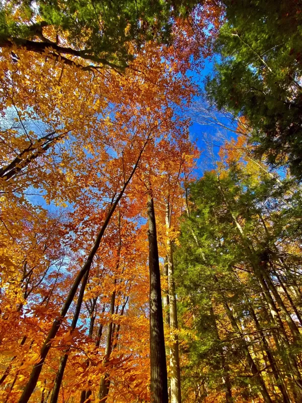 Stonewall Trail - All Trails - Kristin Olmstead, Don_t Forget to Look Up