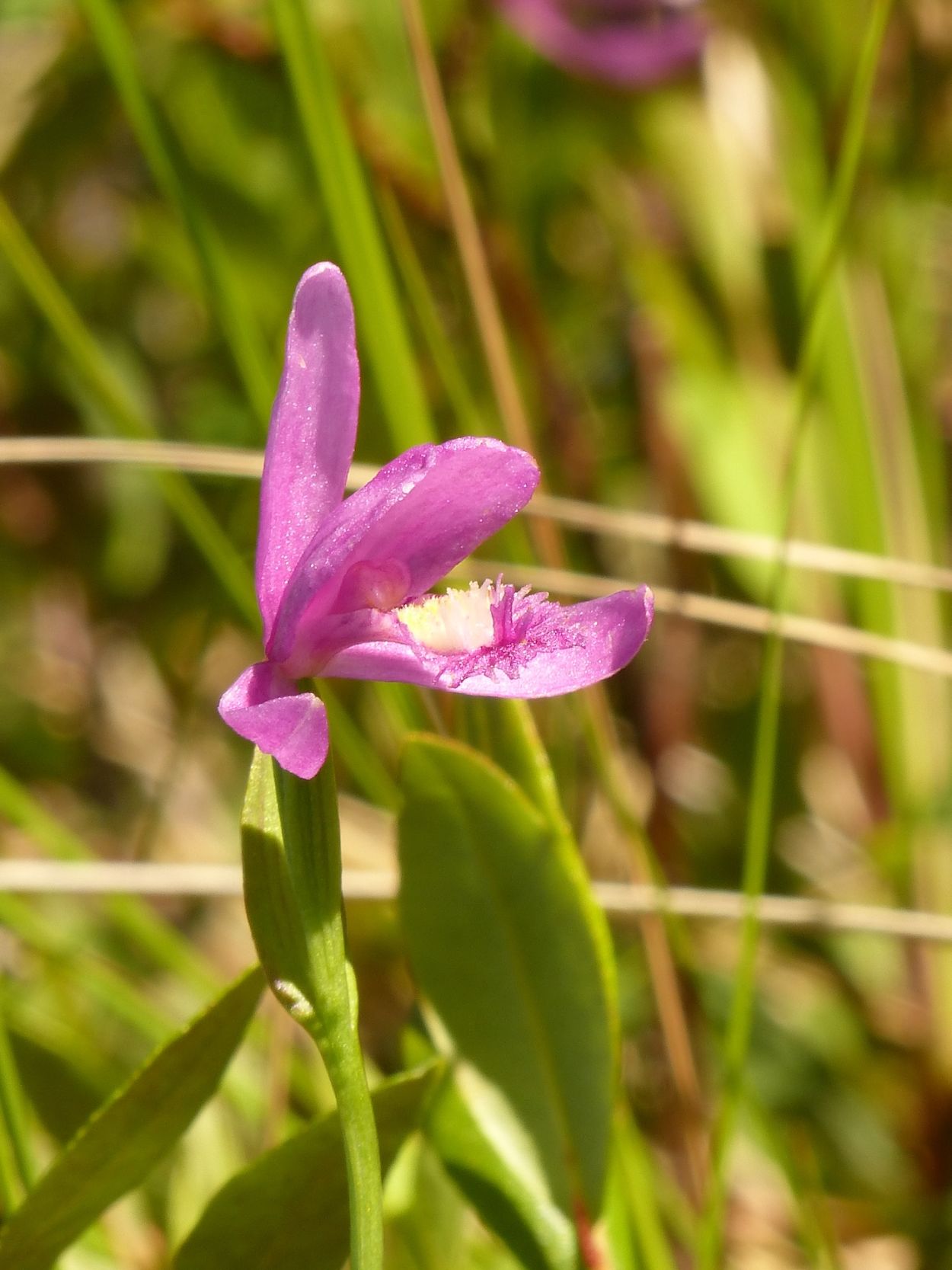 Rose Pogonia (Snake Mouth); Pogonia ophioglossoides