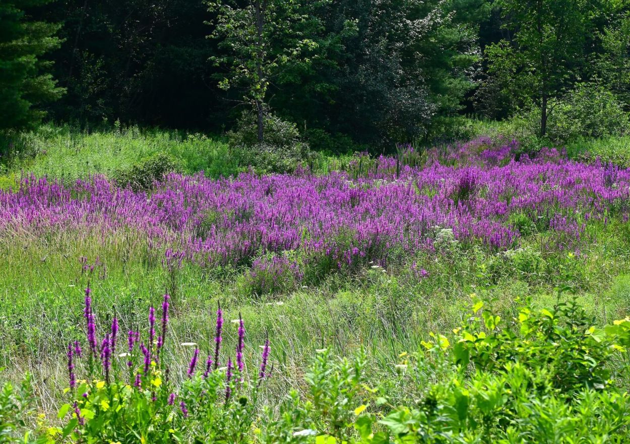 Northumberland - Jennifer Kietzman, Purple Loosestrife