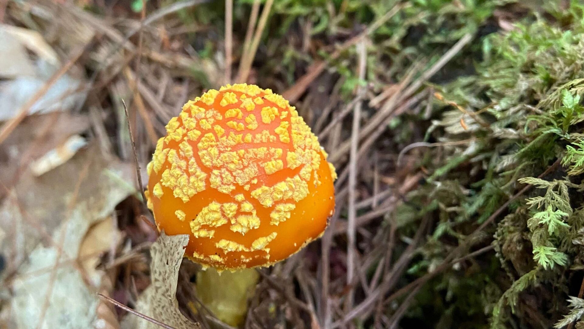 amanita