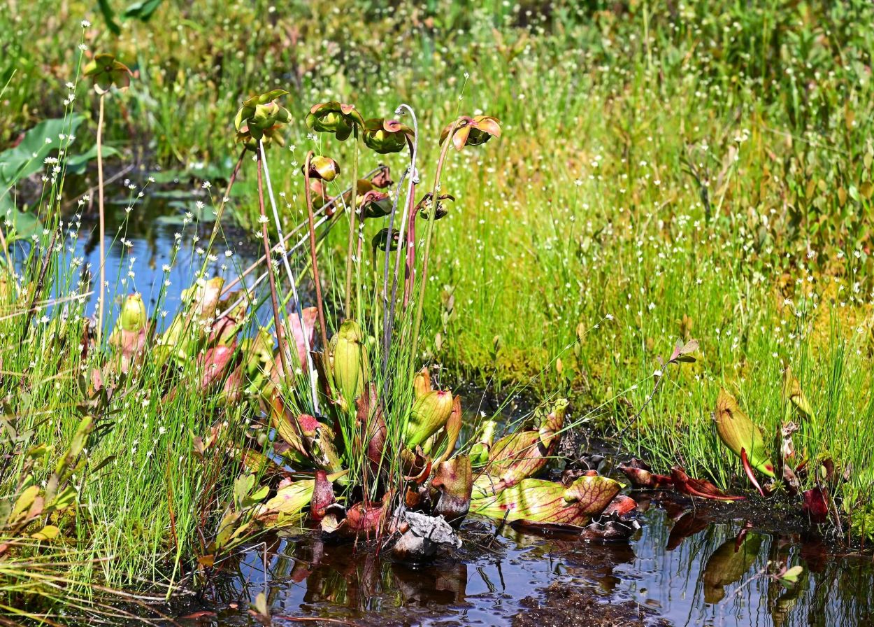 Lens Lake Paddle - Jennifer Kietzman, Blooming Pitcher Plants