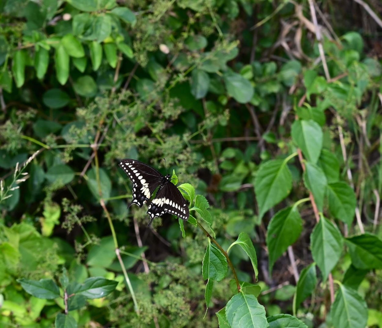 Northumberland - Jennifer Kietzman, Black Swallowtail Butterfly