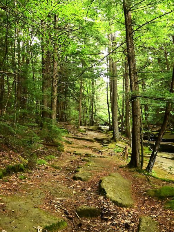 Bear Slides - Jennifer Kietzman, Trail View in the Woods