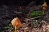 Stonewall Trail - All Trails - Steven M, Conocybe Tenera aka Brown Dunce Cap or Common Cone Head