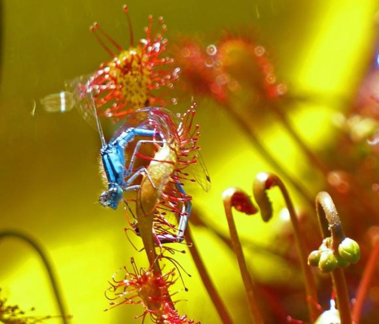 Lens Lake Paddle - Ray Bouchard, Blue Damselflies and Sundew