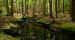 Bear Slides - Jennifer Kietzman, Mossy Banks along Buttermilk Brook