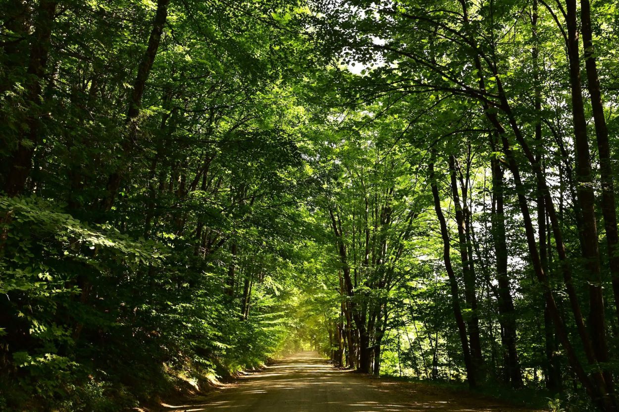 River Road to Bear Slides Trailhead - Jennifer Kietzman, Hard Pack Road
