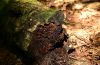 Baker Trail to Old Moreau Overlook - Jennifer Kietzman, Log with Fungi