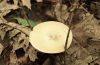Baker Trail to Old Moreau Overlook - Jennifer Kietzman, Fungus on Stilts