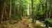 Bear Slides - Jennifer Kietzman, Trail View in the Woods
